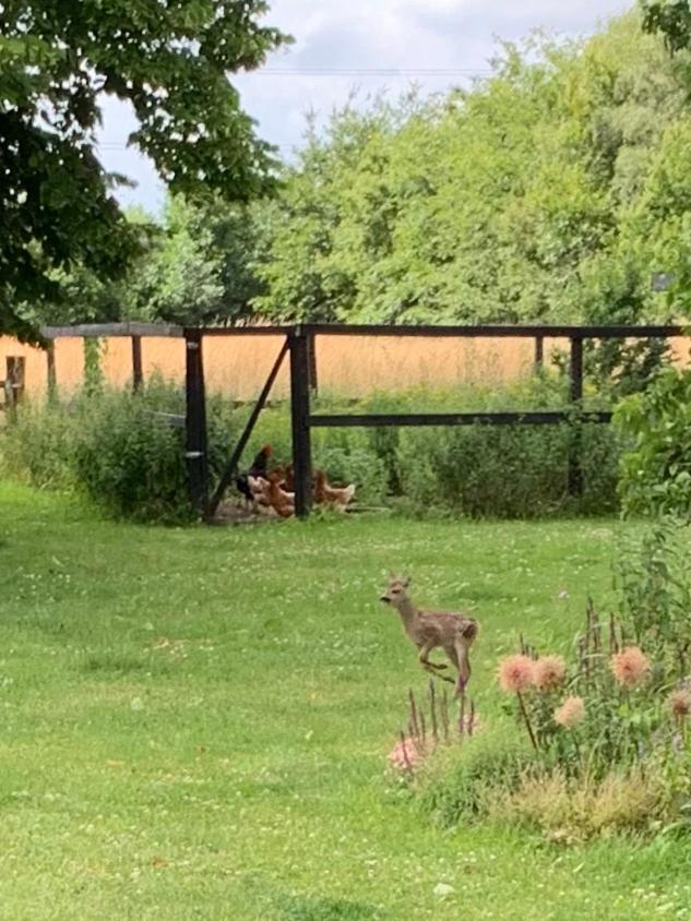 Mariegaardens Gaestehuse Hillerød Dış mekan fotoğraf
